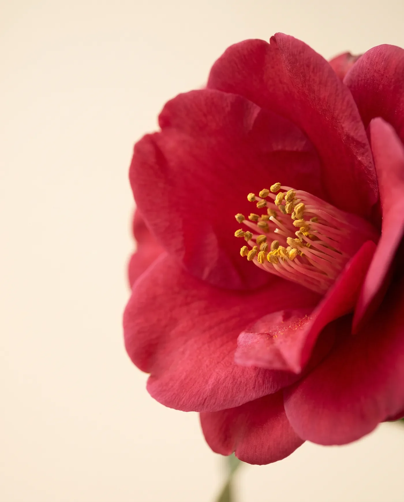 A red camellia flower
